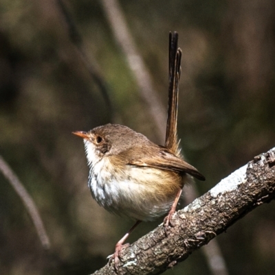 Malurus melanocephalus (Red-backed Fairywren) at Kepnock, QLD - 18 Jul 2024 by Petesteamer