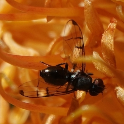 Platystomatidae (family) (Unidentified signal fly) at Hall, ACT - 5 Sep 2024 by Anna123