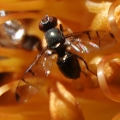 Platystomatidae (family) at Hall, ACT - 5 Sep 2024 02:27 PM