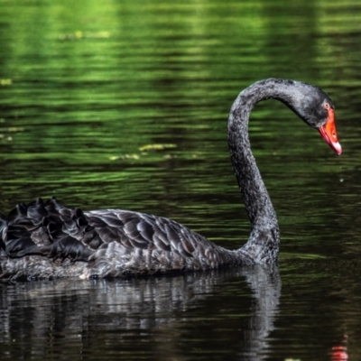 Cygnus atratus (Black Swan) at Bundaberg East, QLD - 18 Jul 2024 by Petesteamer