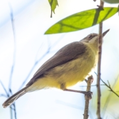 Gerygone palpebrosa (Fairy Gerygone) at Bundaberg East, QLD - 18 Jul 2024 by Petesteamer