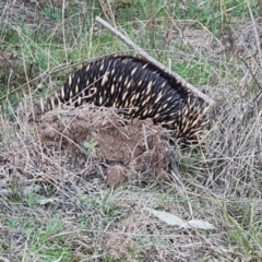 Tachyglossus aculeatus (Short-beaked Echidna) at Isaacs, ACT - 6 Sep 2024 by Mike