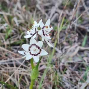 Wurmbea dioica subsp. dioica at Isaacs, ACT - 6 Sep 2024