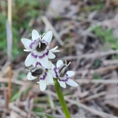 Wurmbea dioica subsp. dioica at Isaacs, ACT - 6 Sep 2024