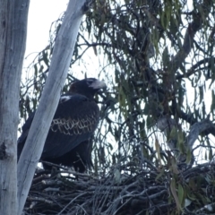 Aquila audax at Isaacs, ACT - 6 Sep 2024 04:54 PM