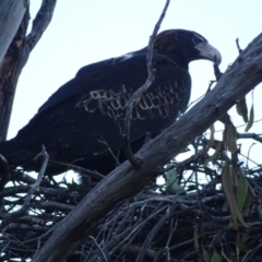 Aquila audax at Isaacs, ACT - 6 Sep 2024 04:54 PM