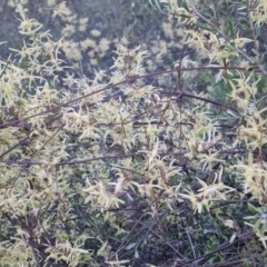 Clematis leptophylla (Small-leaf Clematis, Old Man's Beard) at Isaacs, ACT - 6 Sep 2024 by Mike