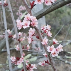 Prunus cerasifera (Cherry Plum) at Isaacs, ACT - 6 Sep 2024 by Mike