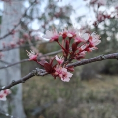 Prunus cerasifera at Isaacs, ACT - 6 Sep 2024