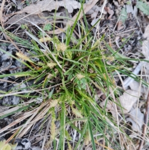 Carex breviculmis at Isaacs, ACT - 6 Sep 2024