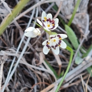 Wurmbea dioica subsp. dioica at Isaacs, ACT - 6 Sep 2024 04:36 PM