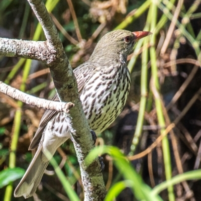 Oriolus sagittatus (Olive-backed Oriole) at Bundaberg East, QLD - 18 Jul 2024 by Petesteamer