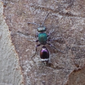 Aglaotilla sp. (genus) at Murrumbateman, NSW - 6 Sep 2024 04:21 PM