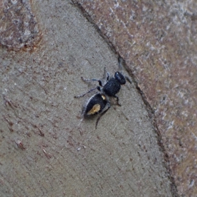 Mutillidae (family) (Unidentified Mutillid wasp or velvet ant) at Murrumbateman, NSW - 6 Sep 2024 by SimoneC