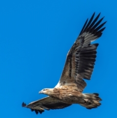 Haliaeetus leucogaster (White-bellied Sea-Eagle) at Bargara, QLD - 18 Jul 2024 by Petesteamer