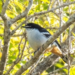 Lalage leucomela (Varied Triller) at Mon Repos, QLD - 18 Jul 2024 by Petesteamer