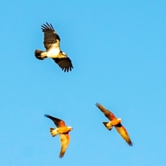 Pandion haliaetus (Osprey) at Mon Repos, QLD - 18 Jul 2024 by Petesteamer