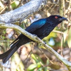 Dicrurus bracteatus at Bargara, QLD - 18 Jul 2024 03:01 PM