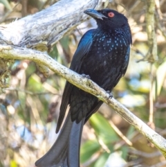 Dicrurus bracteatus at Bargara, QLD - 18 Jul 2024 03:01 PM