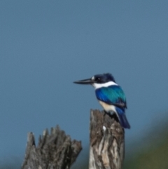 Todiramphus macleayii (Forest Kingfisher) at Rubyanna, QLD - 4 Jul 2024 by Petesteamer