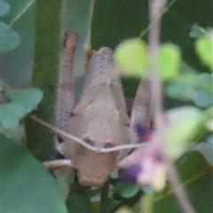 Unidentified Grasshopper, Cricket or Katydid (Orthoptera) at Moollattoo, NSW - 6 Sep 2024 by lbradley