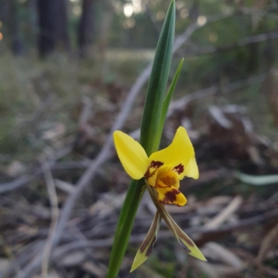 Diuris sulphurea (Tiger Orchid) at Penrose, NSW - 4 Sep 2024 by Aussiegall