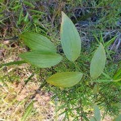 Eustrephus latifolius (Wombat Berry) at Penrose, NSW - 26 Aug 2024 by Aussiegall