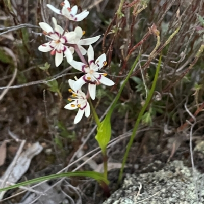 Wurmbea dioica subsp. dioica (Early Nancy) at Hackett, ACT - 3 Sep 2024 by Clarel