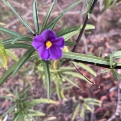 Solanum linearifolium (Kangaroo Apple) at Watson, ACT - 3 Sep 2024 by Clarel