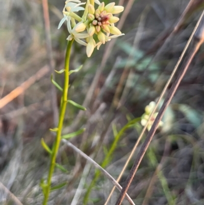 Stackhousia monogyna (Creamy Candles) at Hackett, ACT - 3 Sep 2024 by Clarel