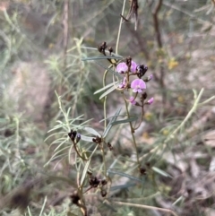 Glycine clandestina (Twining Glycine) at Watson, ACT - 3 Sep 2024 by Clarel