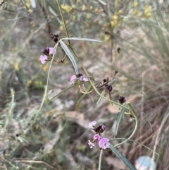 Glycine clandestina at Watson, ACT - 3 Sep 2024 05:34 PM