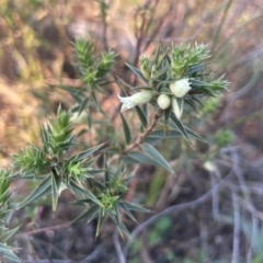 Melichrus urceolatus (Urn Heath) at Hackett, ACT - 3 Sep 2024 by Clarel