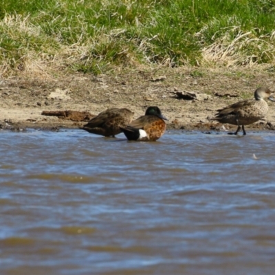 Anas castanea (Chestnut Teal) at Fyshwick, ACT - 6 Sep 2024 by RodDeb