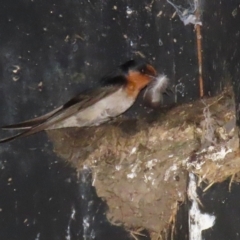 Hirundo neoxena (Welcome Swallow) at Fyshwick, ACT - 6 Sep 2024 by RodDeb