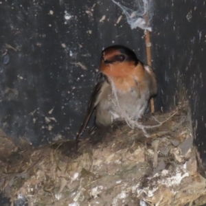 Hirundo neoxena at Fyshwick, ACT - 6 Sep 2024