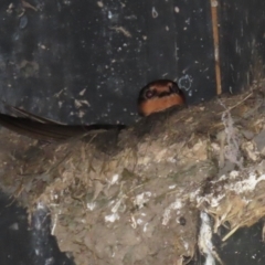 Hirundo neoxena at Fyshwick, ACT - 6 Sep 2024