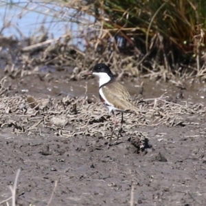 Erythrogonys cinctus at Fyshwick, ACT - 6 Sep 2024 11:26 AM