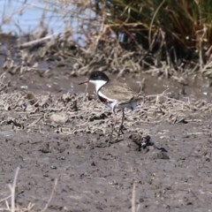 Erythrogonys cinctus at Fyshwick, ACT - 6 Sep 2024 11:26 AM