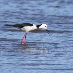 Himantopus leucocephalus (Pied Stilt) at Fyshwick, ACT - 6 Sep 2024 by RodDeb