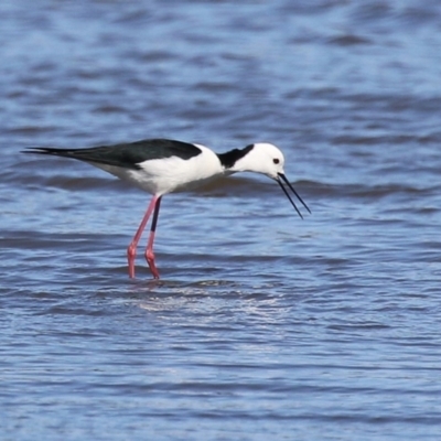 Himantopus leucocephalus (Pied Stilt) at Fyshwick, ACT - 6 Sep 2024 by RodDeb