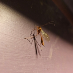 Ichneumonidae (family) (Unidentified ichneumon wasp) at Captains Flat, NSW - 6 Sep 2024 by Csteele4