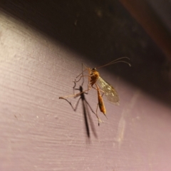 Ichneumonidae (family) at Captains Flat, NSW - suppressed