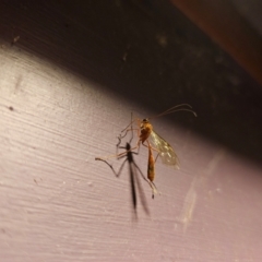 Ichneumonidae (family) at Captains Flat, NSW - 6 Sep 2024