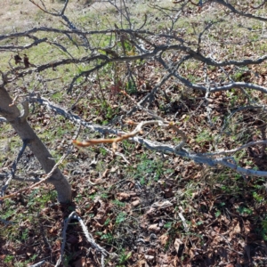 Liquidambar styraciflua at Uriarra Village, ACT - 6 Sep 2024