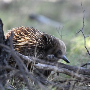 Tachyglossus aculeatus at Throsby, ACT - 5 Sep 2024