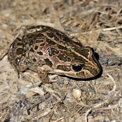 Limnodynastes tasmaniensis (Spotted Grass Frog) at Braidwood, NSW - 6 Sep 2024 by MatthewFrawley