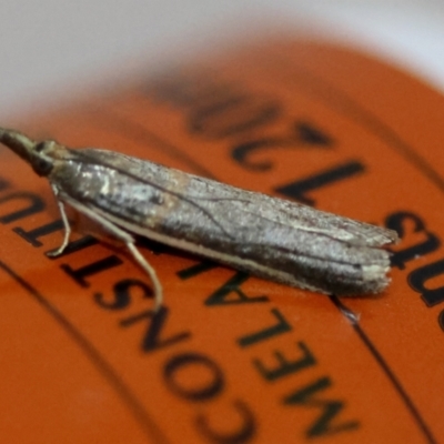 Etiella behrii (Lucerne Seed Web Moth) at Moruya, NSW - 6 Sep 2024 by LisaH