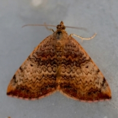 Chrysolarentia mecynata (Mecynata Carpet Moth) at Moruya, NSW - 6 Sep 2024 by LisaH