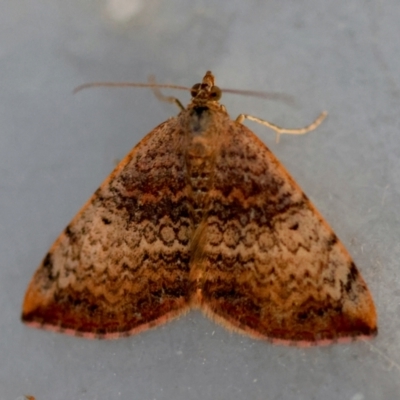 Chrysolarentia mecynata (Mecynata Carpet Moth) at Moruya, NSW - 6 Sep 2024 by LisaH